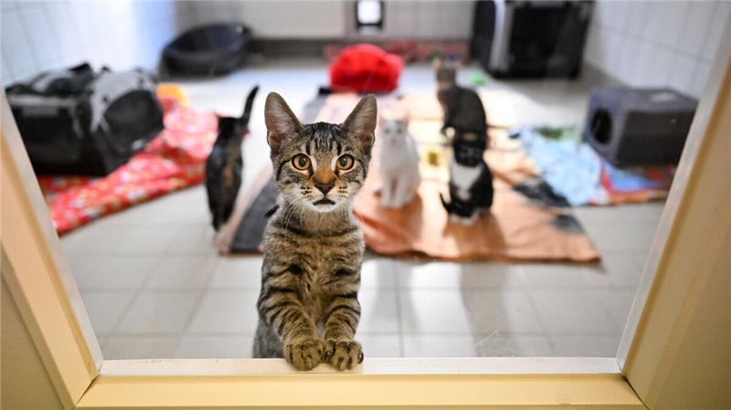 Tierheim lässt überraschend Absprache mit Nord-Kommunen platzen Das Tierheim Cuxhaven ist mit Platz für 80 Katzen derzeit ausgelastet.