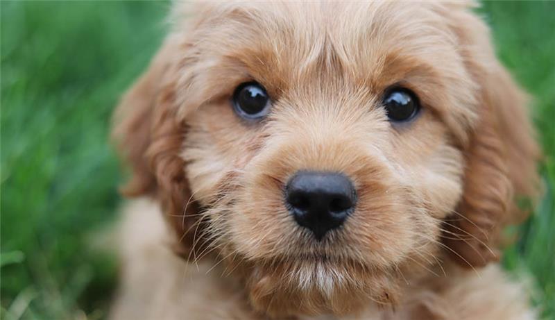 Drohanrufe beim Tierheim: „Werde den Hund bei lebendigem Leibe verbrennen“ Das Tierheim Mulmshorn (Landkreis Rotenburg) wird am Telefon immer wieder von Tierbesitzern bedroht. Foto: Unsplash