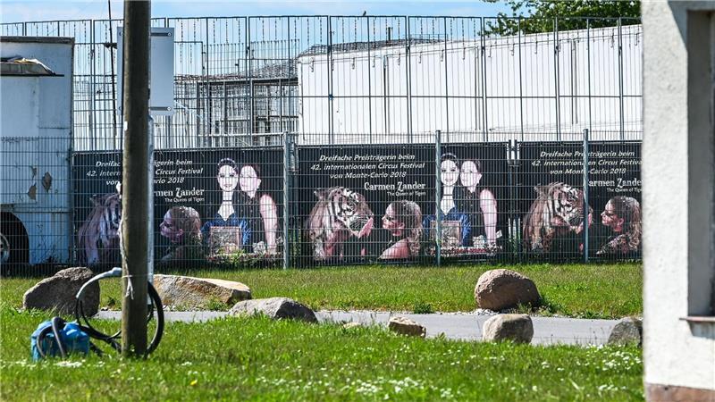 Das Tigergehege genügt laut Behörden nicht den Anforderungen. (Archivbild)