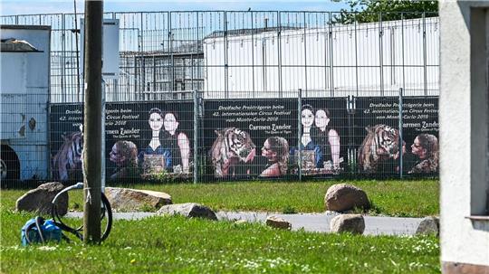 Das Tigergehege genügt laut Behörden nicht den Anforderungen. (Archivbild)