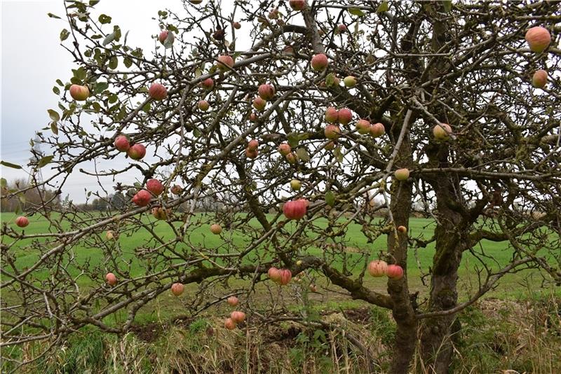 Das Totholz (an älteren Bäumen) gehört zu einer Streuobstwiese. Insekten lieben es als Lebensraum, viele Vögel finden Nahrung und Unterkunft. Foto: Vasel