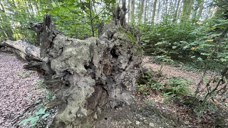 Das Totholz bietet Lebensraum für viele Tiere und Pilze.