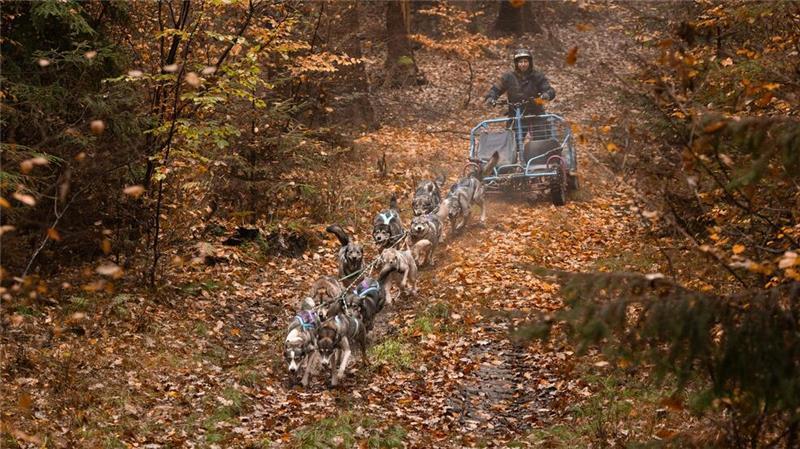 Mit Huskys auf Abenteuer-Tour rund um Engelschoff Das Training der Schlittenhunde findet meist mit dem Wagen und nicht mit dem Schlitten statt.