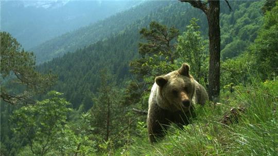 Das Trentino gilt als die Bären-Region Italiens.