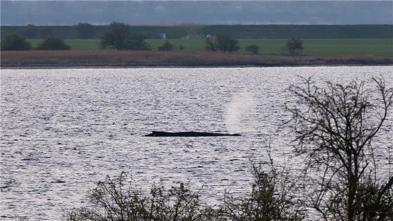 Das Umweltministerium Mecklenburg-Vorpommern hat entschieden, den Wal vor der Insel Poel weiter in Ruhe zu lassen. (Archivbild)