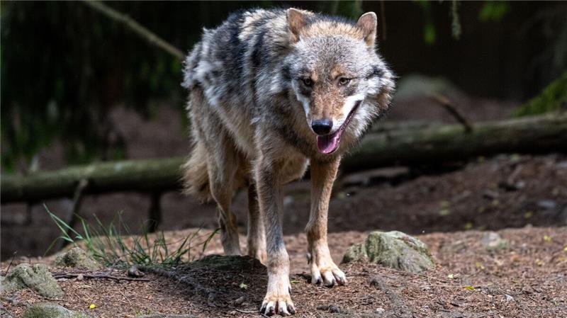 Jäger und Wolfspädagoge klären auf: Das bedeutet der Wolf für die Natur Das Verhalten des Wolfs hat sowohl positive, als auch negative Auswirkungen auf die Natur. Foto: dpa/ Weigel