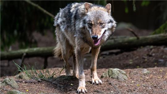 Das Verhalten des Wolfs hat sowohl positive, als auch negative Auswirkungen auf die Natur. Foto: dpa/ Weigel