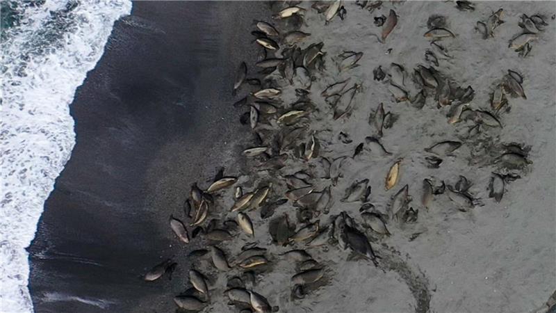 Seeelefanten im Südatlantik sterben an Vogelgrippe Das Virus wurde aber auch bei mehreren Säugetieren gefunden.