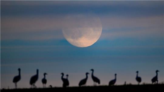 Das Vogelgrippe-Virus tritt vermehrt bei Kranichen auf. (Symbolbild)