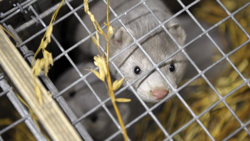 Vogelgrippe bei Pelztieren: Anpassung an Säugetiere stärker Das Vogelgrippe-Virus übertragt sich auch auf andere Tiere.