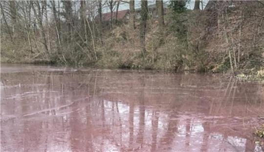 Giftig oder gefährlich? Das Wasser des Horstsees in Stade ist derzeit verfärbt.