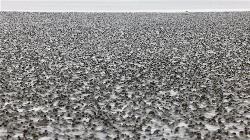 Urlauberin verläuft sich im Watt vor St. Peter-Ording Das Watt ist bei Ebbe am Strand von Büsum zu sehen.