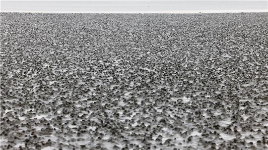 Das Watt ist bei Ebbe am Strand von Büsum zu sehen.