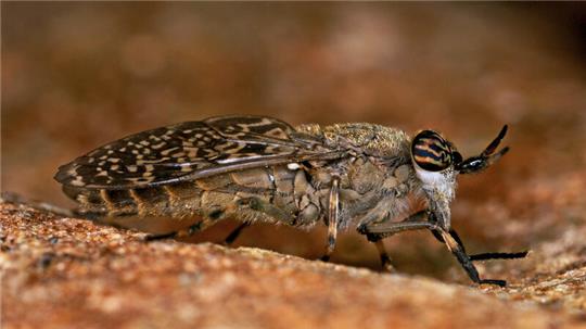 Das Weibchen einer Regenbremse (Haematopota pluvialis).