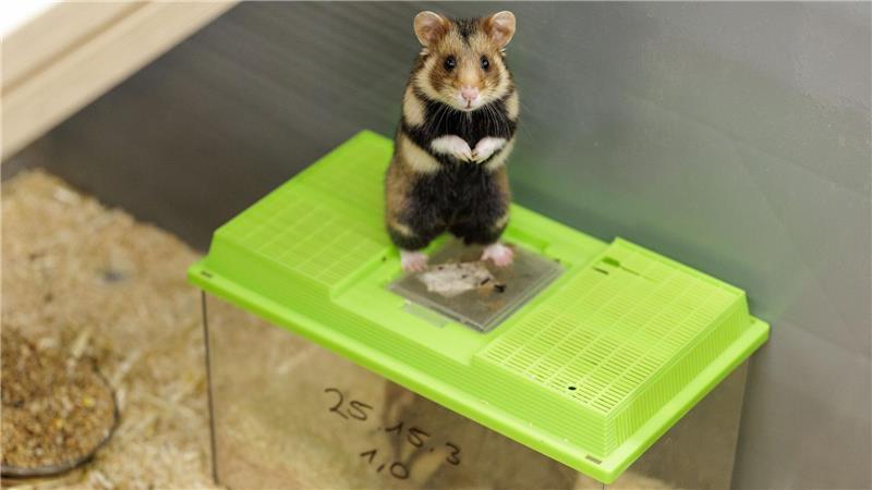 Das Weibchen ist auf die noch verschlossenen Behälter gesprungen. Sie bekundet damit ihr Interesse an dem Männchen. 