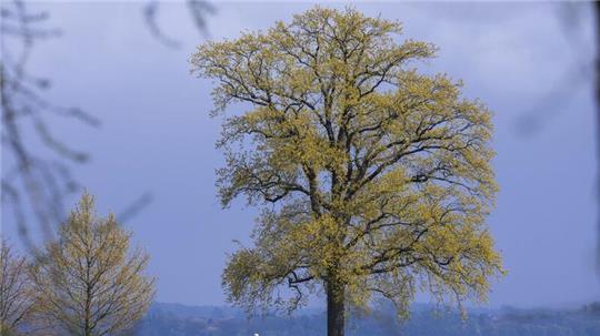 Das Wetter in Deutschland bleibt in den nächsten Tagen wechselhaft.