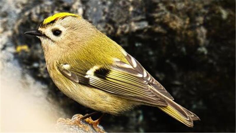 Das Wintergoldhähnchen ist ein Zwerg unter den Vögeln.