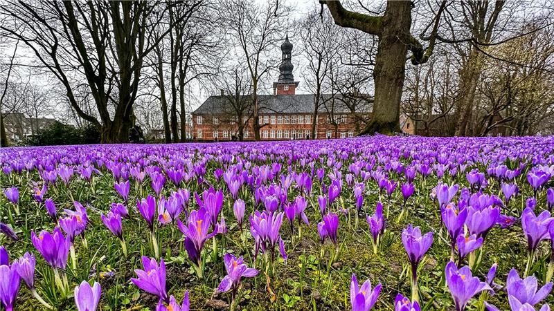 Das Wochenende steht ganz im Zeichen der Krokusse (Archivbild).