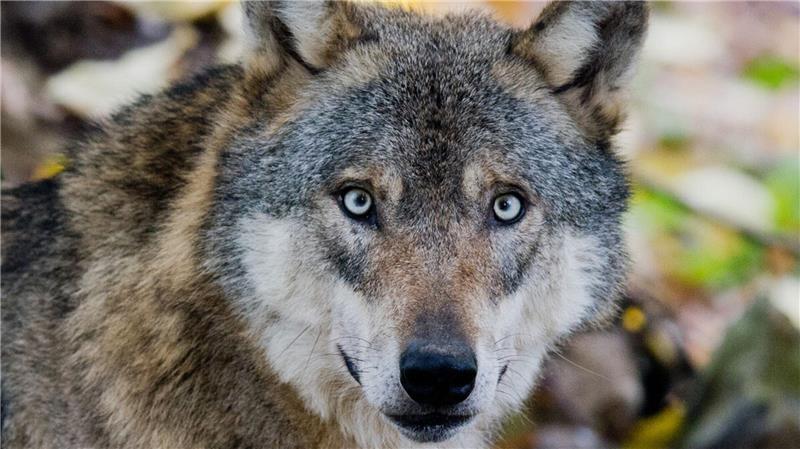Das Wolfs-Monitoring hat im ersten Quartal 2025 im Kreis Cuxhaven sechs Nutztierrisse durch Wölfe registriert. Foto: Stratenschulte/dpa