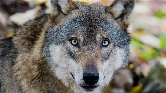 Das Wolfs-Monitoring hat im ersten Quartal 2025 im Kreis Cuxhaven sechs Nutztierrisse durch Wölfe registriert. Foto: Stratenschulte/dpa