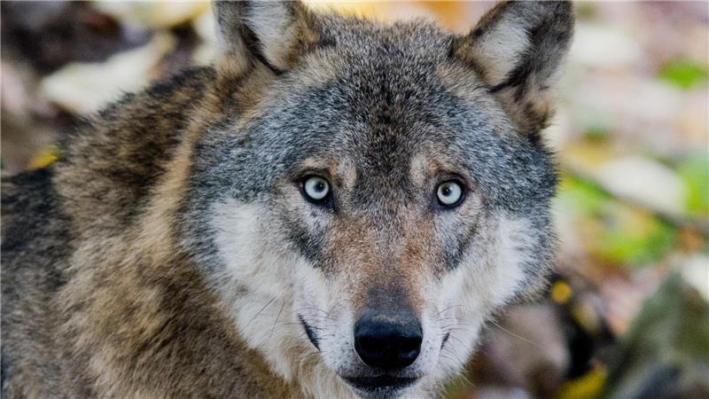Das Wolfsmonitoring hat im ersten Quartal 2025 im Cuxland sechs Nutztierrisse durch Wölfe registriert.