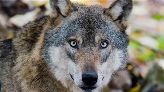 Das Wolfsmonitoring hat im ersten Quartal 2025 im Cuxland sechs Nutztierrisse durch Wölfe registriert.