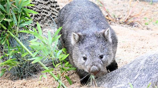 Das Wombat-Baby könnte bei der Aktion verletzt worden sein. (Symbolbild)