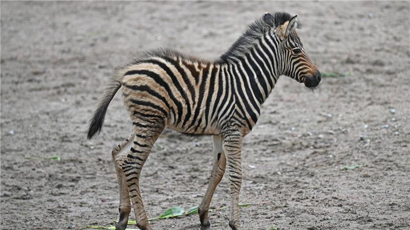 Ozzy, Carlos und Taio - Nachwuchs im Tierpark Hagenbeck Das Zebrafohlen Taio hat noch bräunliches Fell.