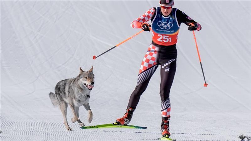 Das Ziel klar vor Augen: Der Tschechoslowakische Wolfshund Nazgul hatte großen Spaß an seinem Auftritt im Langlaufstadion.