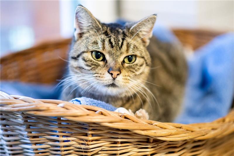 Tiervermittlung für die Weihnachtszeit gestoppt Das beliebteste Haustier in Deutschland ist mit großem Abstand die Katze. Foto: dpa/Hauke-Christian Dittrich