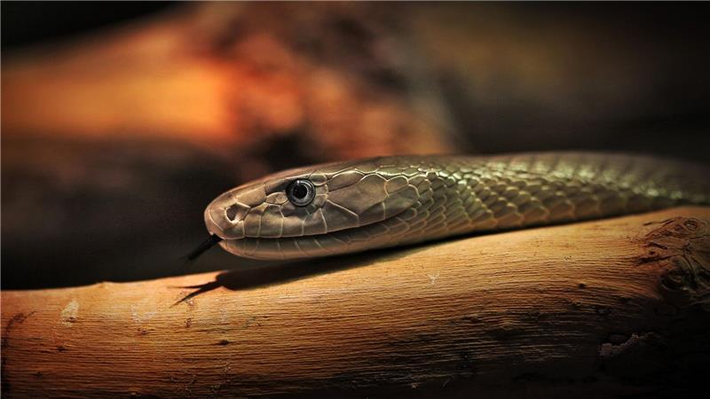 Durch Hunderte Bisse zu Mittel gegen Schlangengifte gelangt Das entwickelte Mittel soll auch gegen das Gift der Schwarzen Mamba wirken. (Archivbild)