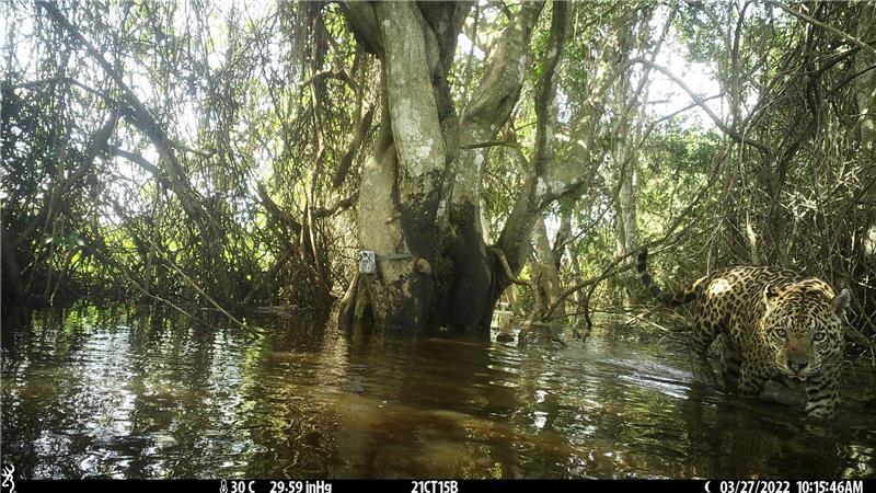 Studie: Feuchtgebiete bieten Jaguaren Schutz bei Bränden Das etwa 15.000 Hektar große Untersuchungsgebiet liegt im Norden des brasilianischen Pantanals, dem größten Feuchtgebiet der Welt