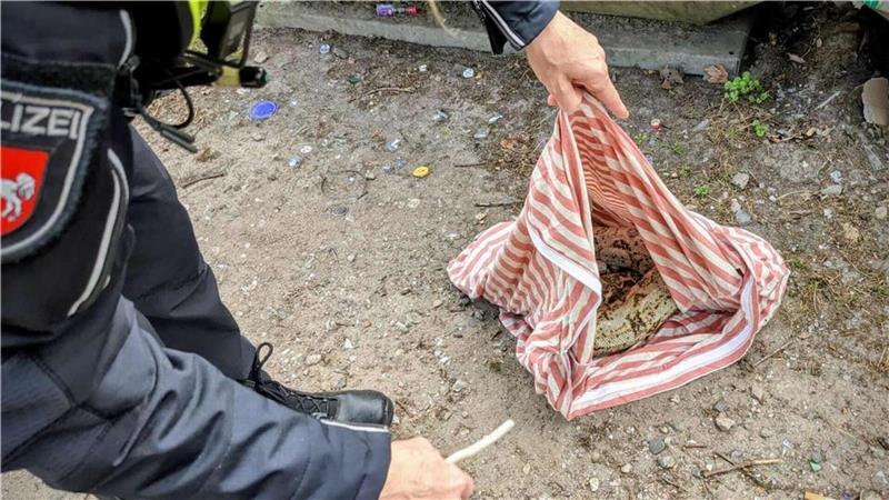 Verstoß gegen Tierschutzgesetz: Wer hat die Boa constrictor ausgesetzt? Das etwa zwei Meter lange Tier befand sich in einem zugeschnürten Kopfkissenbezug.