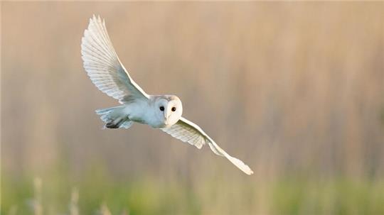 Das feine Gefieder der Eulen ist gegenüber Nässe sehr empfindlich. Nach starkem Regen können sie mitunter nicht mehr fliegen und nach Mäusen jagen.