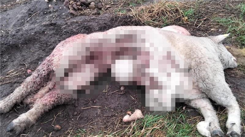 Das gepixelte Bild lässt nur erahnen, wie dieser Schafbock bei einem Angriff zugerichtet wurde. Sein Halter Gerhard Carstens geht angesichts der Spuren von einem Wolfsriss aus.