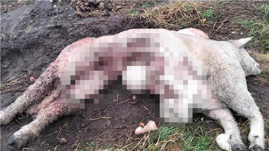 Das gepixelte Bild lässt nur erahnen, wie dieser Schafbock bei einem Angriff zugerichtet wurde. Sein Halter Gerhard Carstens geht angesichts der Spuren von einem Wolfsriss aus.