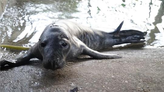 Das gerettete Robbenjunges in einem Gehege im Hamburger Schwanenquartier.