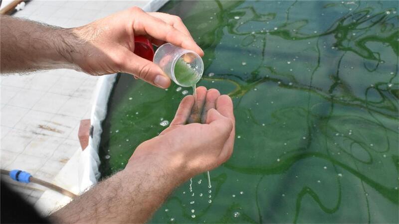 Landwirte stellen Betrieb um: Algenzucht anstatt Schweinemast Das gesättigte Algenwasser fühlt sich etwas schmierig an, informiert Maarten Heins.