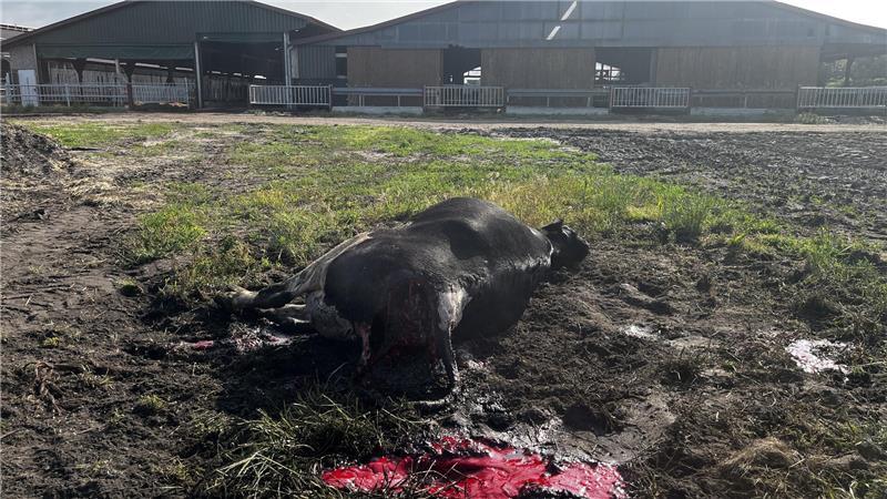 Familie geschockt: Drei Wölfe töten Rind auf einem Bauernhof in Hagenah Das getötete Rind stand zusammen mit vielen andere Kühen im großen Laufstall.