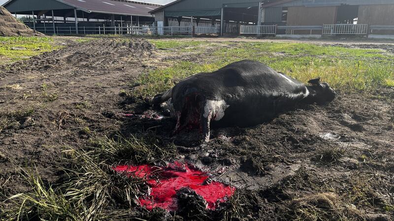 Nach Wolfsattacke auf Bauernhof: So viele Risse gibt es im Landkreis Das getötete Rind stand zusammen mit vielen anderen Kühen im großen Laufstall.