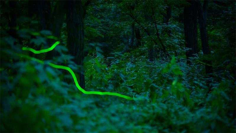 Das grünliche Blinken der Tiere ist aktuell besonders oft in Gärten und an Wegrändern zu sehen.