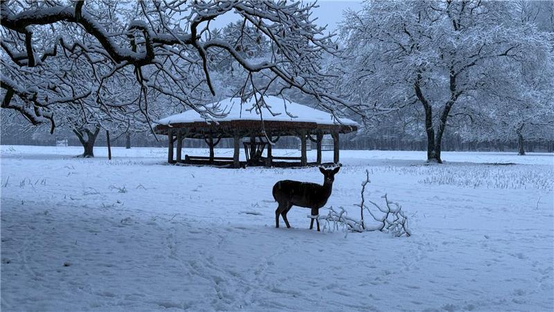 Das heftige Winterwetter stellt Wintertiere vor Herausforderungen. (Archivbild)