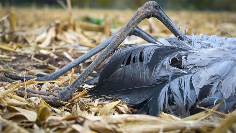 Vogelgrippe bedroht Australiens einzigartige Tierwelt Das hochansteckende Influenza-A-Virus H5N1 hat weltweit schon Millionen Wildvögel getötet.