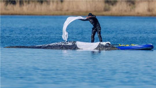 Das im Maul des Bickelwals gefundene Netz stamme nicht aus MV, sagt Umweltminister Backhaus.