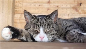 "Das ist Perla, sie ist 12 Jahre alt und lebt mit ihren beiden Freundinnen Kimba und Kira bei zwei lieben Menschen. Sie genießt vor allem den Auslauf draußen im Garten und eine ausgiebige Bauchmassage", schreibt Sandra via Instagram.