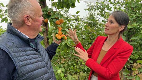 Das ist ganz nach dem Geschmack der Ministerin: Obstbauer Claus Schliecker führt Miriam Staudte (Grüne) in die Aprikosen-Plantage.