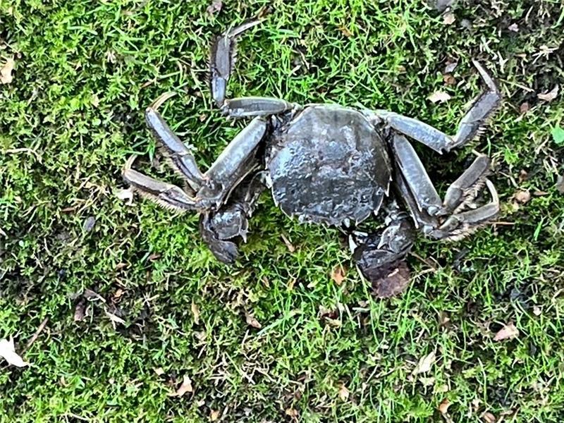 Das ist keine Vogelspinne im Garten, sondern eine haarige Wollhandkrabbe. Foto: Feuerwehr/Tiedemann