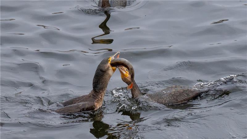 Das ist meiner! Kormorane streiten auf der Havel in Potsdam um einen Fisch. 