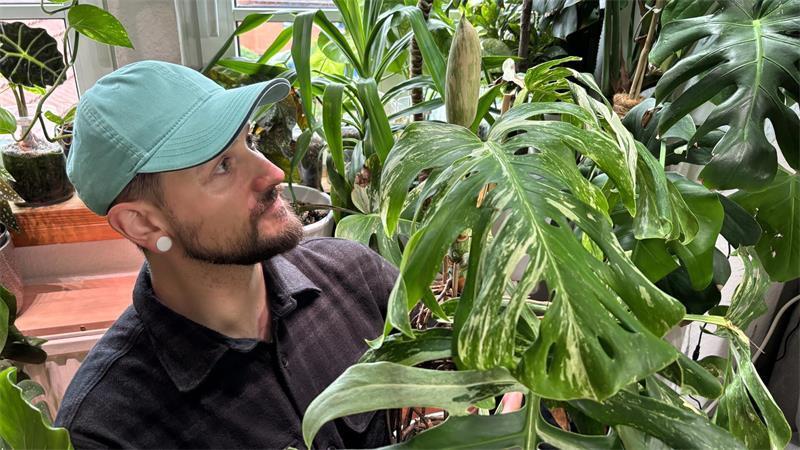 Er trifft den Nerv der Millennials: Stader Hobbyfotograf geht viral Das ist selten: Die Monstera von Michael Gos wird bald blühen.