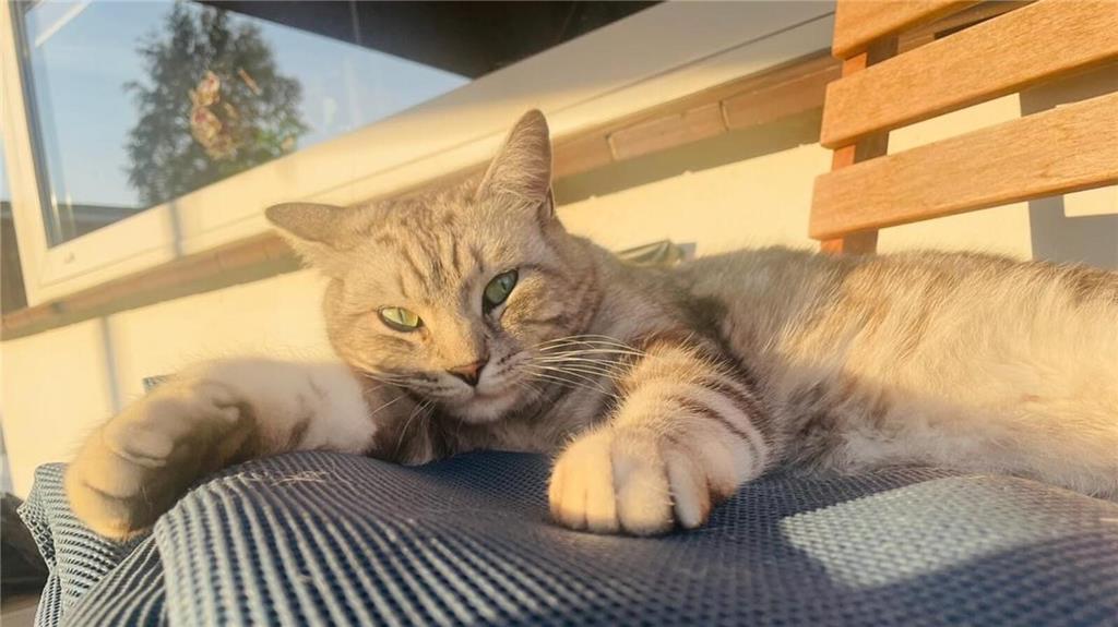 "Das ist unser Fluffy. Er ist zwei Jahre jung, liebt Wasser und ist sehr verspie...